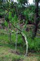 EUPHORBIA cooperi. Afrique du sud. EUPHORBIACEAE. 4-5m
